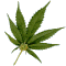 :jc_spliff: